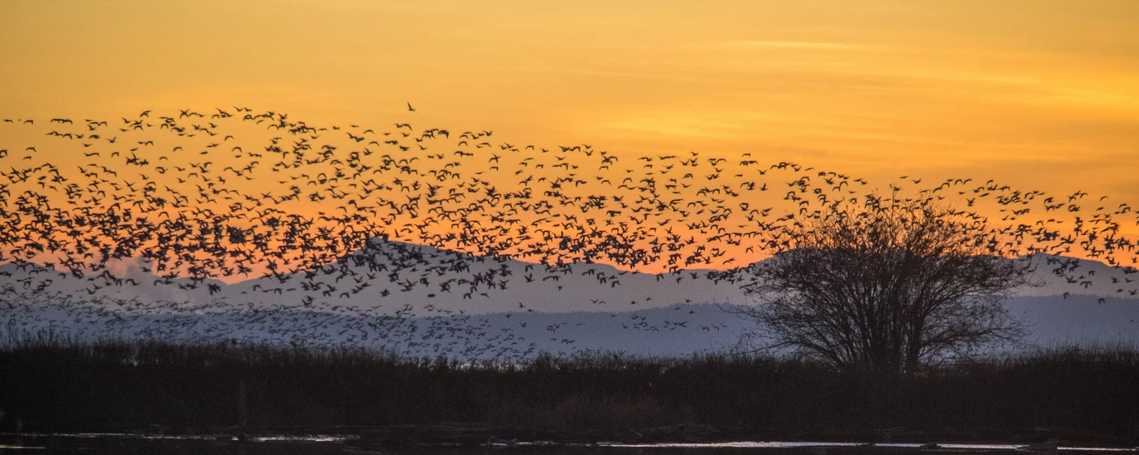 Vogelschwarm über einem Wasserloch beim Sonnenuntergang