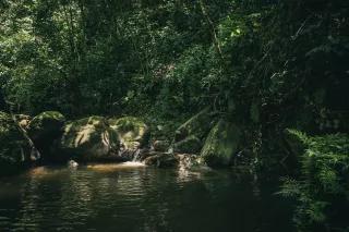 Grüne Bäume neben einem Fluss